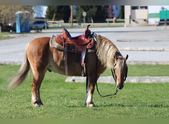 Quarter horse américain Croisé, Hongre, 10 Ans, 132 cm, Buckskin