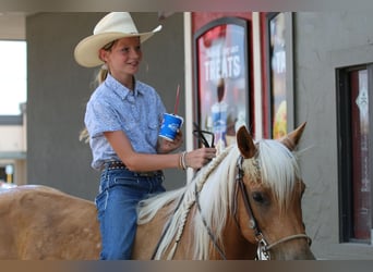 Quarter horse américain, Hongre, 10 Ans, 142 cm, Palomino