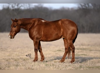 Quarter horse américain, Hongre, 10 Ans, 145 cm, Alezan cuivré