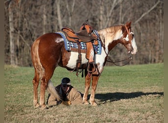 Quarter horse américain, Hongre, 10 Ans, 145 cm, Overo-toutes couleurs