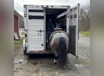 Quarter horse américain, Hongre, 10 Ans, 145 cm, Rouan Bleu