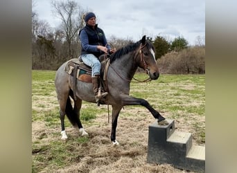 Quarter horse américain, Hongre, 10 Ans, 145 cm, Rouan Bleu