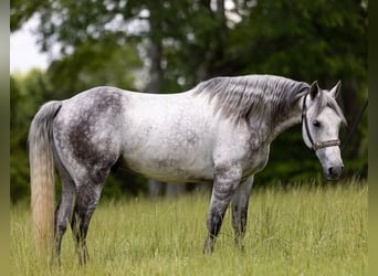 Quarter horse américain, Hongre, 10 Ans, 147 cm, Gris pommelé