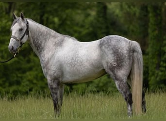 Quarter horse américain, Hongre, 10 Ans, 147 cm, Gris pommelé
