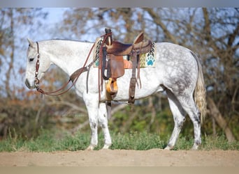 Quarter horse américain, Hongre, 10 Ans, 147 cm, Gris