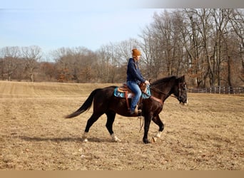 Quarter horse américain, Hongre, 10 Ans, 147 cm, Noir