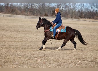 Quarter horse américain, Hongre, 10 Ans, 147 cm, Noir