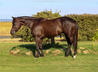 Quarter horse américain, Hongre, 10 Ans, 147 cm, Noir