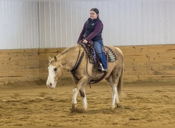 Quarter horse américain, Hongre, 10 Ans, 147 cm, Palomino