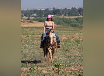 Quarter horse américain, Hongre, 10 Ans, 147 cm, Palomino