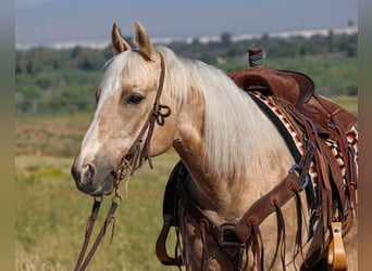 Quarter horse américain, Hongre, 10 Ans, 147 cm, Palomino