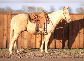 Quarter horse américain, Hongre, 10 Ans, 147 cm, Palomino