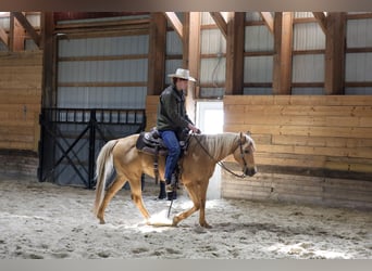 Quarter horse américain, Hongre, 10 Ans, 147 cm, Palomino