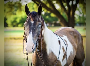 Quarter horse américain, Hongre, 10 Ans, 147 cm, Tobiano-toutes couleurs