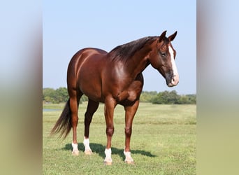 Quarter horse américain, Hongre, 10 Ans, 150 cm, Alezan brûlé