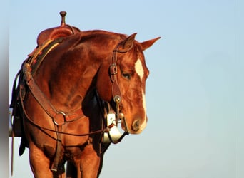 Quarter horse américain, Hongre, 10 Ans, 150 cm, Alezan cuivré