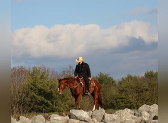 Quarter horse américain, Hongre, 10 Ans, 150 cm, Alezan cuivré
