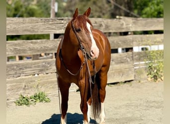 Quarter horse américain, Hongre, 10 Ans, 150 cm, Alezan cuivré