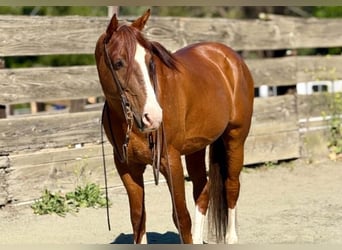 Quarter horse américain, Hongre, 10 Ans, 150 cm, Alezan cuivré