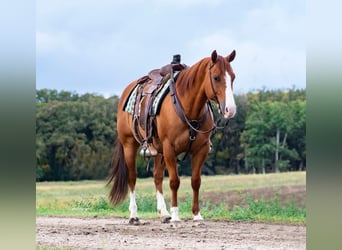 Quarter horse américain, Hongre, 10 Ans, 150 cm, Alezan dun