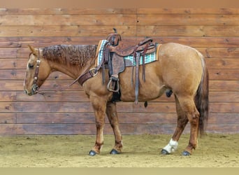Quarter horse américain, Hongre, 10 Ans, 150 cm, Alezan dun