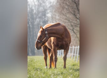Quarter horse américain, Hongre, 10 Ans, 150 cm, Alezan