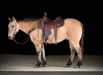 Quarter horse américain, Hongre, 10 Ans, 150 cm, Buckskin