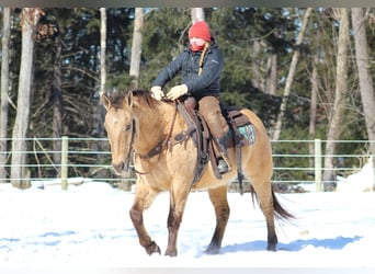 Quarter horse américain, Hongre, 10 Ans, 150 cm, Buckskin