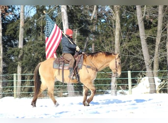 Quarter horse américain, Hongre, 10 Ans, 150 cm, Buckskin