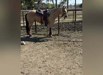 Quarter horse américain, Hongre, 10 Ans, 150 cm, Buckskin