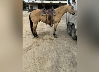 Quarter horse américain, Hongre, 10 Ans, 150 cm, Buckskin