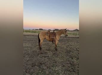 Quarter horse américain, Hongre, 10 Ans, 150 cm, Buckskin