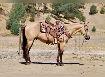 Quarter horse américain, Hongre, 10 Ans, 150 cm, Buckskin