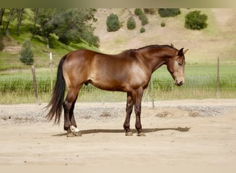 Quarter horse américain, Hongre, 10 Ans, 150 cm, Buckskin