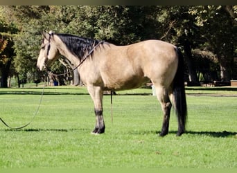 Quarter horse américain, Hongre, 10 Ans, 150 cm, Buckskin