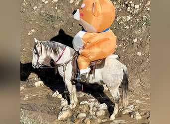 Quarter horse américain, Hongre, 10 Ans, 150 cm, Gris pommelé