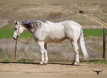 Quarter horse américain, Hongre, 10 Ans, 150 cm, Gris pommelé