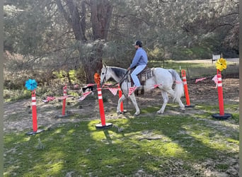 Quarter horse américain, Hongre, 10 Ans, 150 cm, Gris pommelé