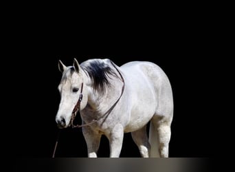 Quarter horse américain, Hongre, 10 Ans, 150 cm, Gris pommelé