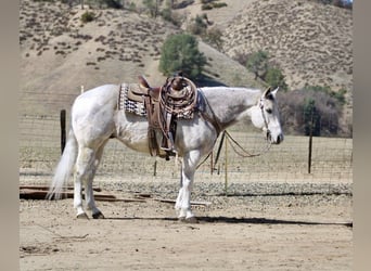 Quarter horse américain, Hongre, 10 Ans, 150 cm, Gris pommelé