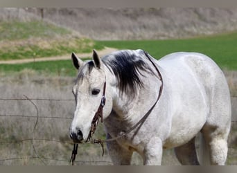 Quarter horse américain, Hongre, 10 Ans, 150 cm, Gris pommelé