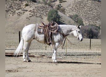 Quarter horse américain, Hongre, 10 Ans, 150 cm, Gris pommelé