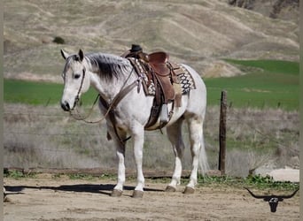 Quarter horse américain, Hongre, 10 Ans, 150 cm, Gris pommelé