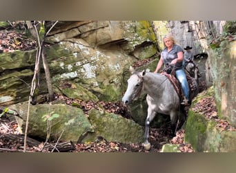 Quarter horse américain, Hongre, 10 Ans, 150 cm, Gris
