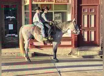 Quarter horse américain, Hongre, 10 Ans, 150 cm, Gris