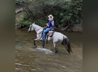 Quarter horse américain, Hongre, 10 Ans, 150 cm, Gris