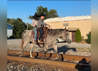 Quarter horse américain, Hongre, 10 Ans, 150 cm, Gris