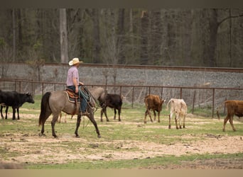 Quarter horse américain, Hongre, 10 Ans, 150 cm, Grullo