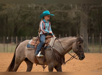 Quarter horse américain, Hongre, 10 Ans, 150 cm, Grullo