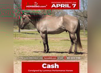 Quarter horse américain, Hongre, 10 Ans, 150 cm, Grullo